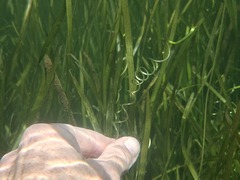 Vallisneria australis, photograph author not stated, no rights reserved