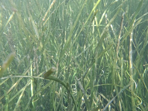 Vallisneria australis, photograph 5