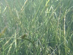 Vallisneria australis, photograph author not stated, no rights reserved