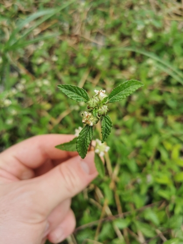 Lanmant (Hyptis atrorubens)