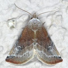 Mataeomera coccophaga