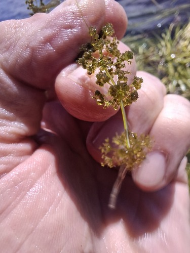 Many-branched Stonewort (Nitella hyalina)