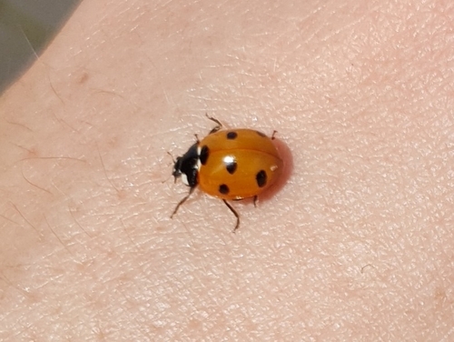 Algerian Seven-spotted Lady Beetle