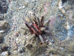 Eucidaris thouarsii
