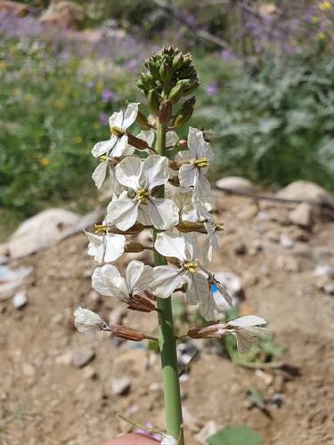 Eruca pinnatifida (Eruca pinnatifida)