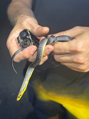 Coelognathus flavolineatus