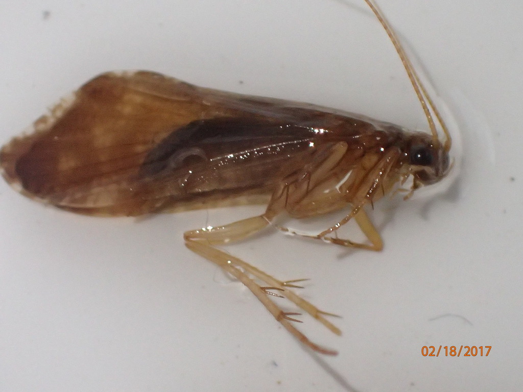 Rhyacophila