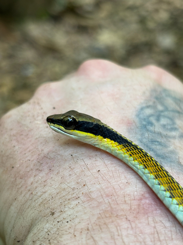 Dendrelaphis striatus, 2026-03-12