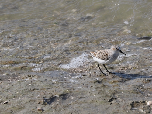 iNaturalist: (c) mauzelinus, some rights reserved (CC BY-NC), uploaded by mauzelinus iNaturalist image