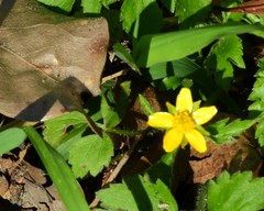 Ranunculus cantoniensis