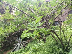 Sambucus racemosa