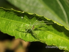 Bijoaraneus
