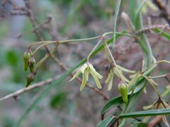 Glossostephanus linearis (Glossostephanus linearis)