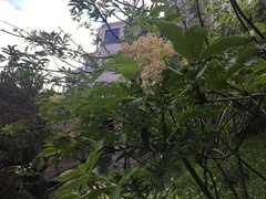 Sambucus racemosa
