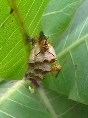 Mischocyttarus cerberus