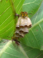 Mischocyttarus cerberus