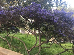 Ceanothus