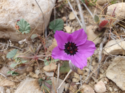Erodium guttatum, photograph 1