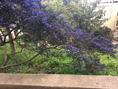 Ceanothus