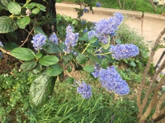 Ceanothus