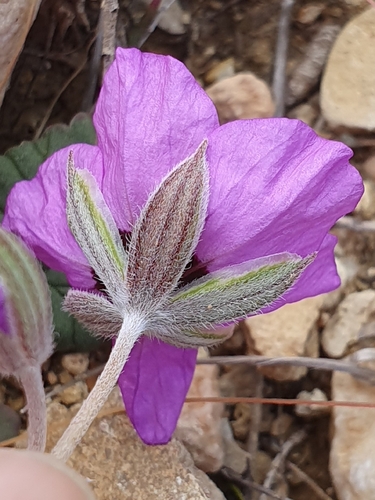 Erodium guttatum, photograph 2