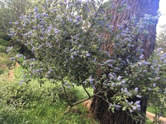 Ceanothus