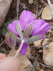Mehdi Chetibi, CC BY, iNaturalist via GBIF Erodium guttatum, photograph Mehdi Chetibi, CC BY, iNaturalist via GBIF