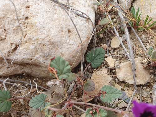 Erodium guttatum, photograph 4