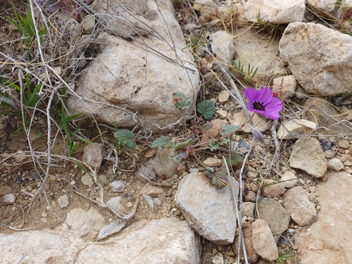 Erodium guttatum, photograph 5