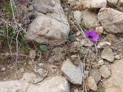 Mehdi Chetibi, CC BY, iNaturalist via GBIF Erodium guttatum, photograph Mehdi Chetibi, CC BY, iNaturalist via GBIF