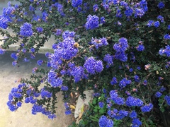 Apis mellifera