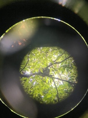 Pseudochirops archeri
