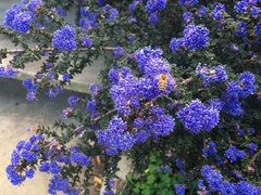 Apis mellifera