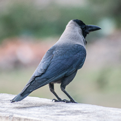 Corvus splendens