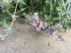 Apis mellifera