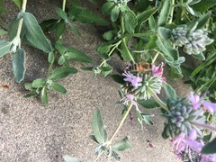 Apis mellifera