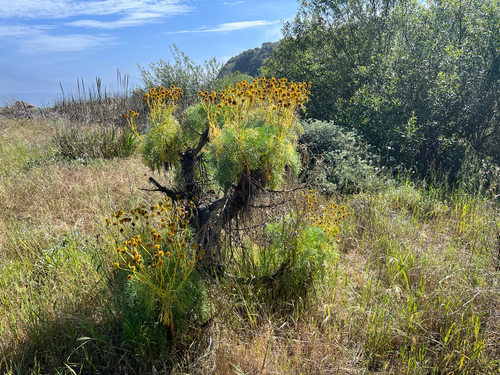 giant coreopsis (Leptosyne gigantea)