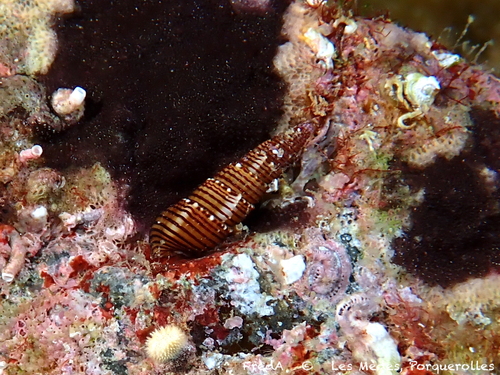 Bittium latreillii
