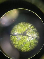 Pseudochirops archeri