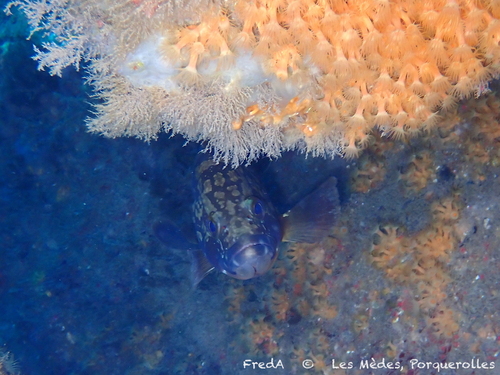 Epinephelus marginatus