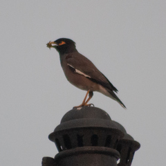 Acridotheres tristis