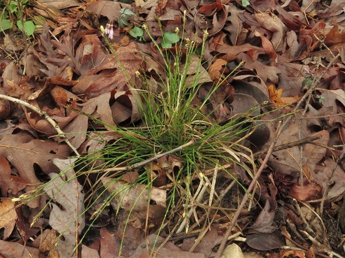 Carex albicans var. australis