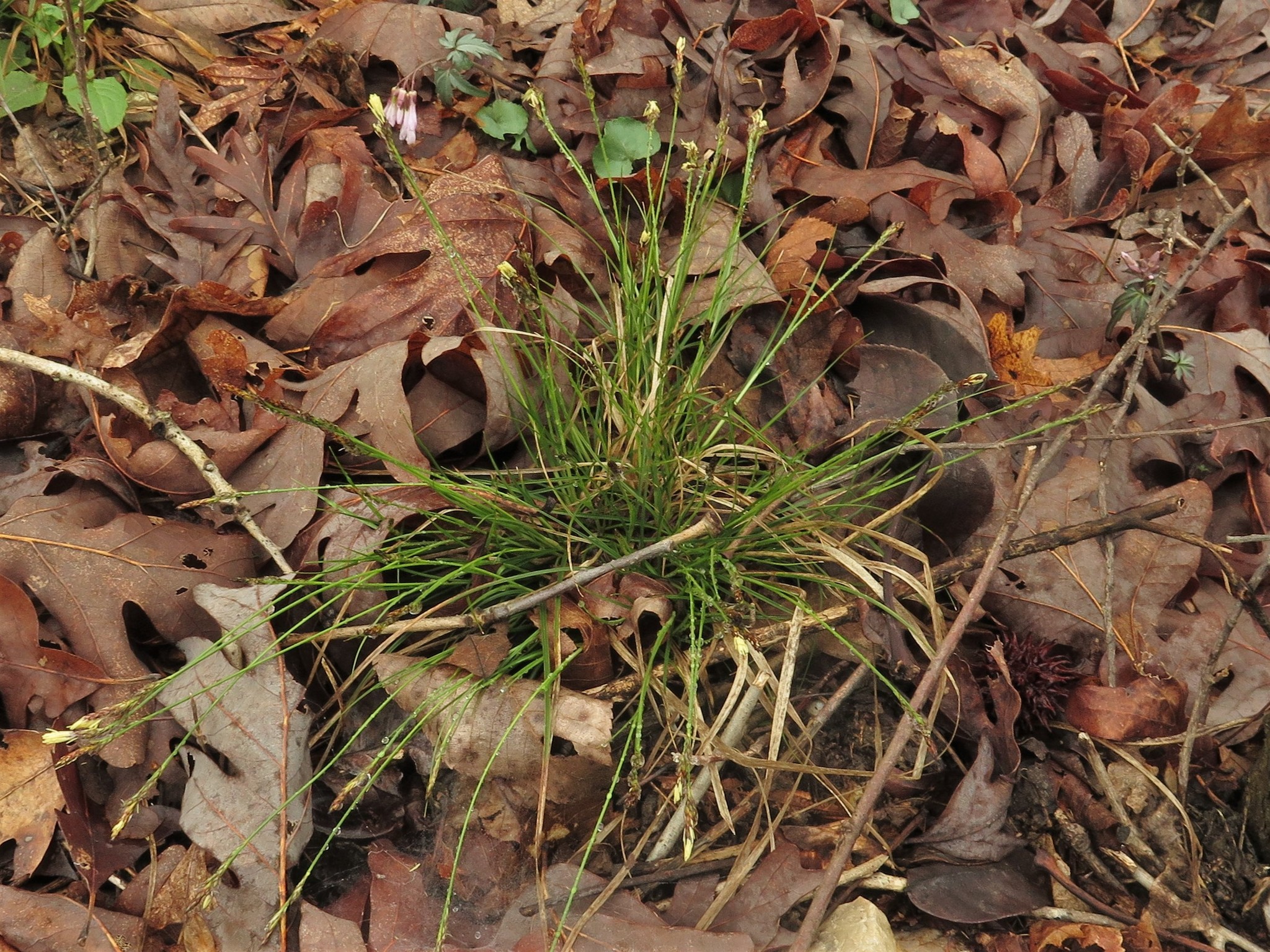 Carex albicans var. australis