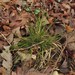 Slender Oak Sedge - Photo (c) jim_keesling, some rights reserved (CC BY-NC), uploaded by jim_keesling