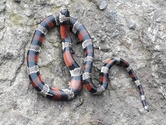 Lampropeltis micropholis