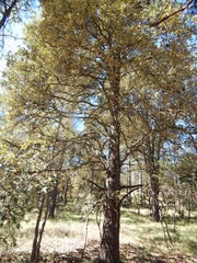 Quercus sideroxyla