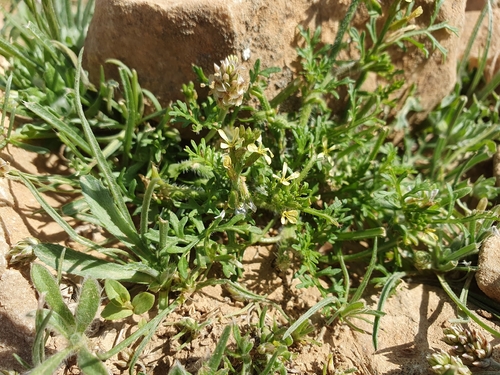 Ward's Weed (Carrichtera annua)