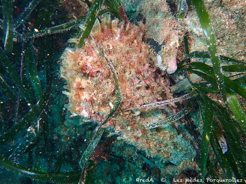 Pinna rudis