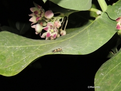 Oncopeltus sandarachatus