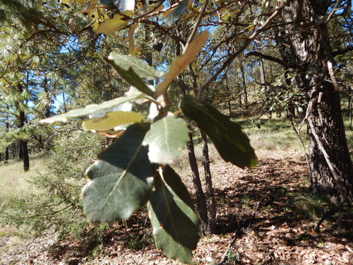 Image of Quercus sideroxyla by (c) Norma Piedra, some rights reserved (CC BY)